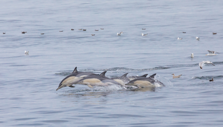 Une lettre pour les dauphins